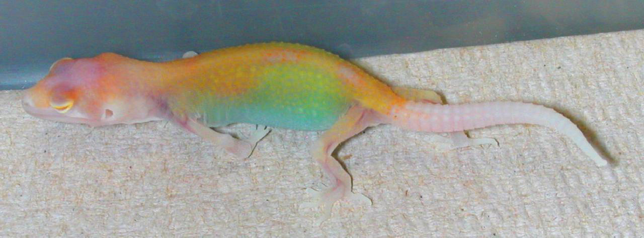 was just about every color of Leopard Gecko already. www.ultimateherps.com....