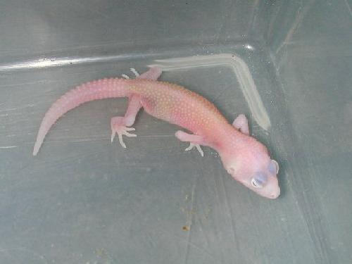 모프 이미지